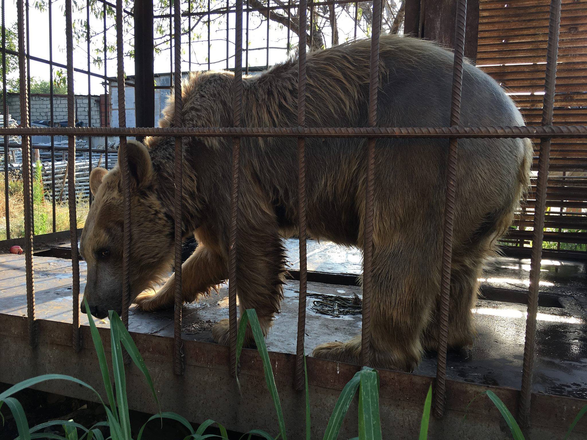 Сколько живут медведи в неволе. Тбилисский зоопарк. Зоопарк Тбилиси. Обычный зоопарк. Чудушная зоопарк.